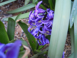 le bijou ブログ　春の花　